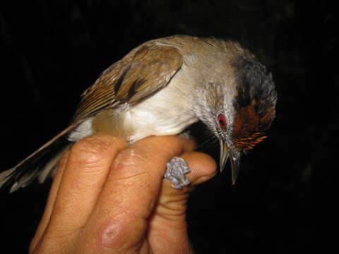 Image of Rufous-crowned Babbler