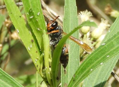 Image of Polistes pacificus Fabricius 1804