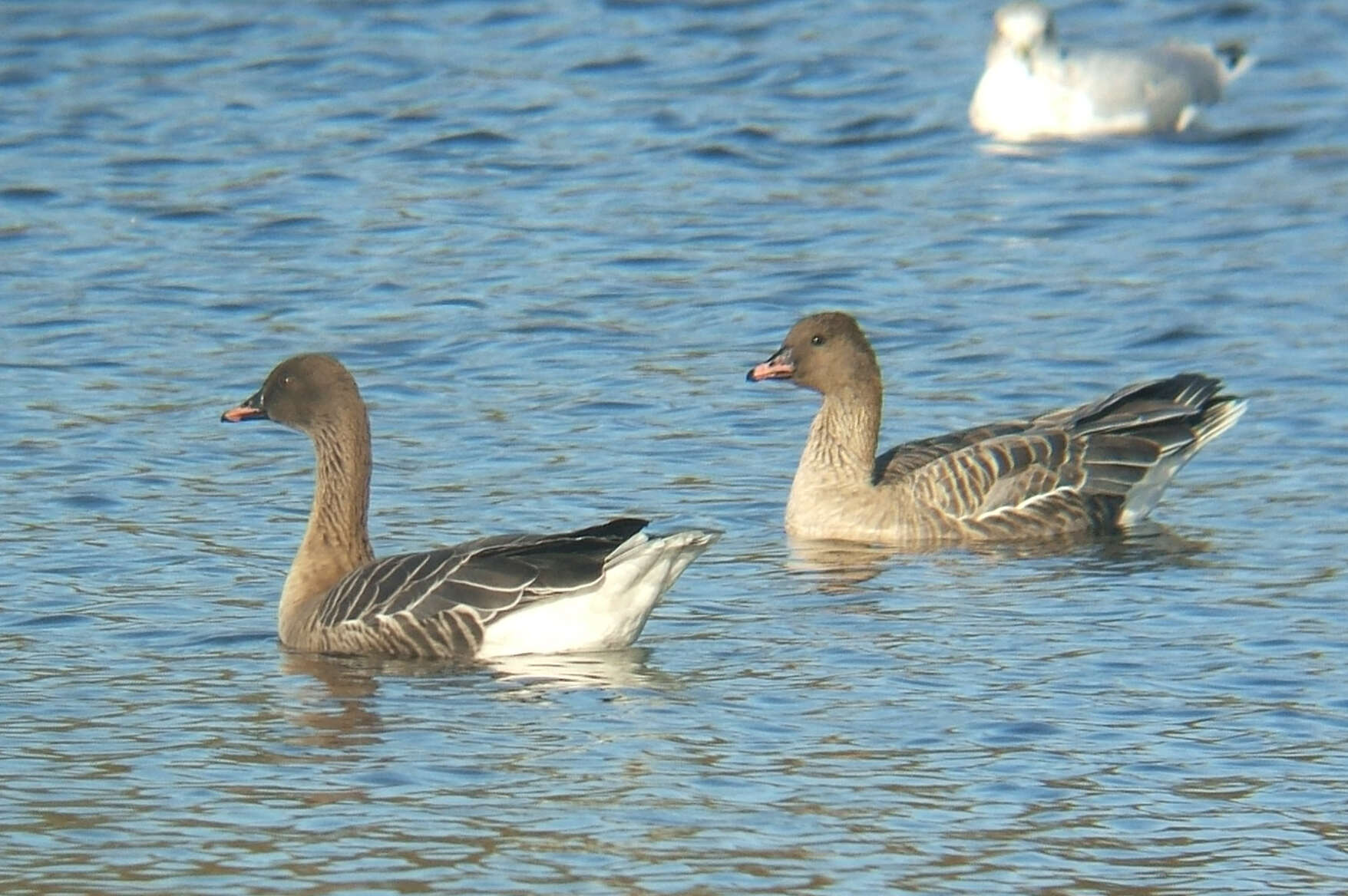 Imagem de Anser brachyrhynchus Baillon 1834