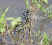 Image of Long Skimmer