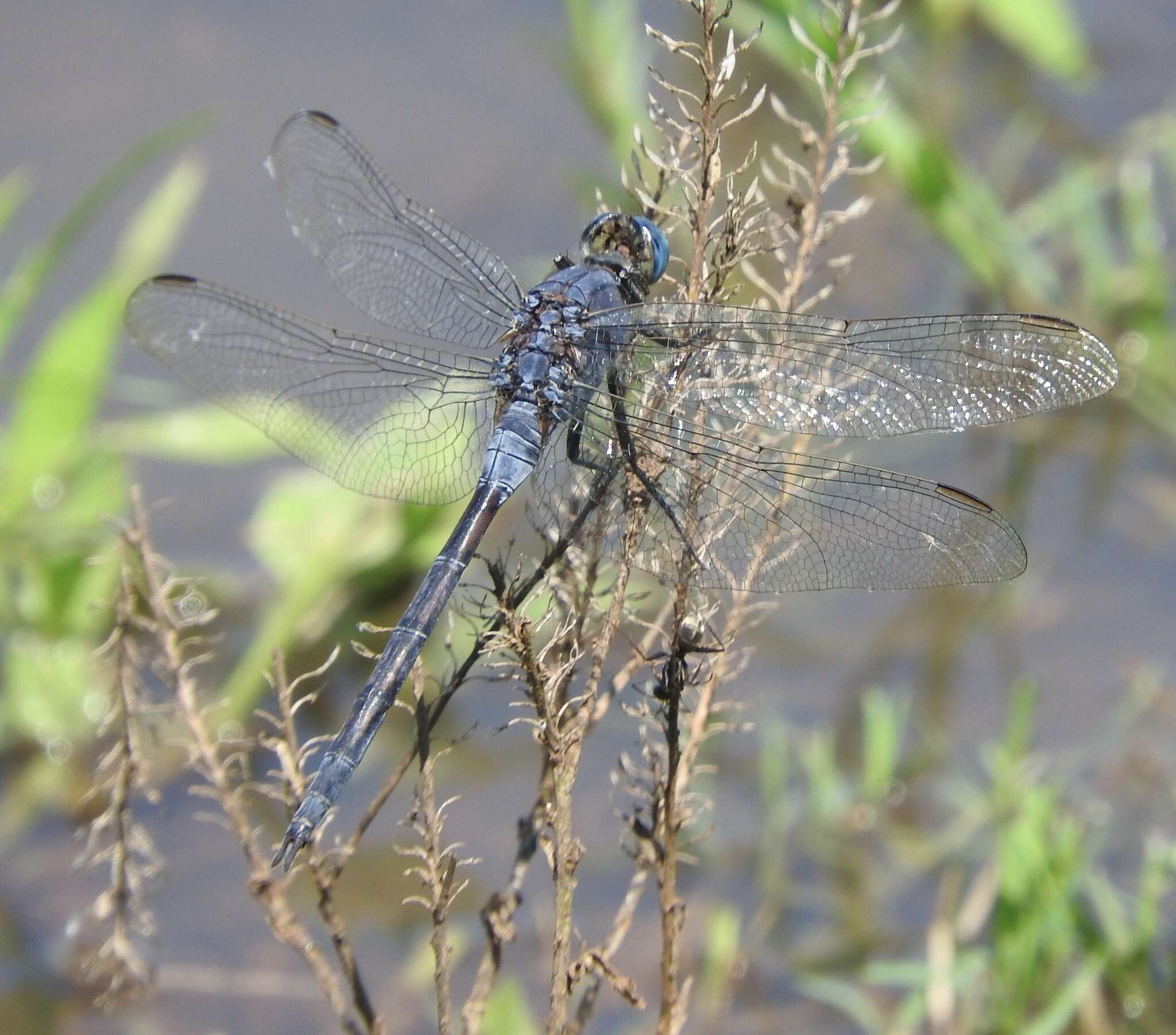 Image of Long Skimmer