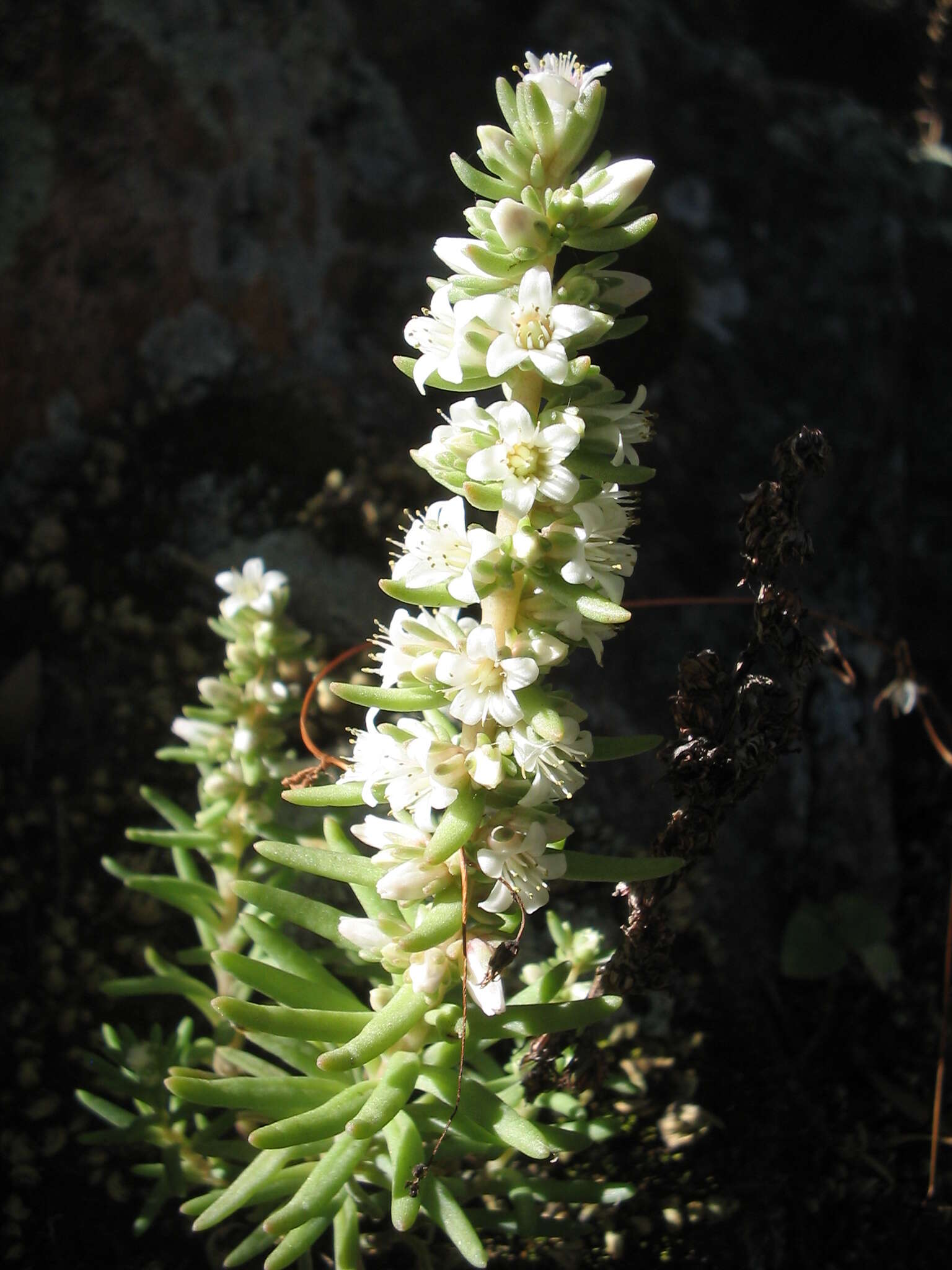 Image of Villadia pringlei Rose