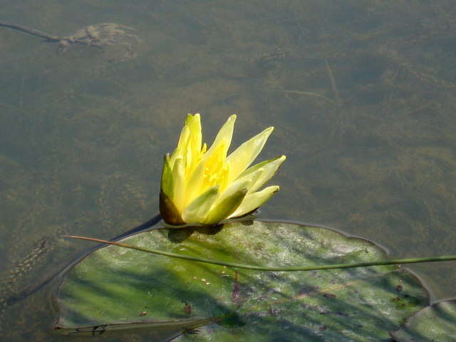 Image of yellow waterlily