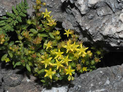 Image of Sedum praesidis H. Runemark & W. Greuter