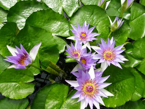 Image of Nymphaea nouchali var. zanzibariensis (Casp.) B. Verdcourt