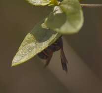 Image of Leucospis slossonae Weld 1922