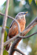 Image of Chestnut-tailed Starling