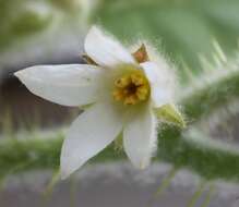 Image of naranjilla