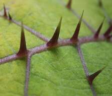 Image of naranjilla