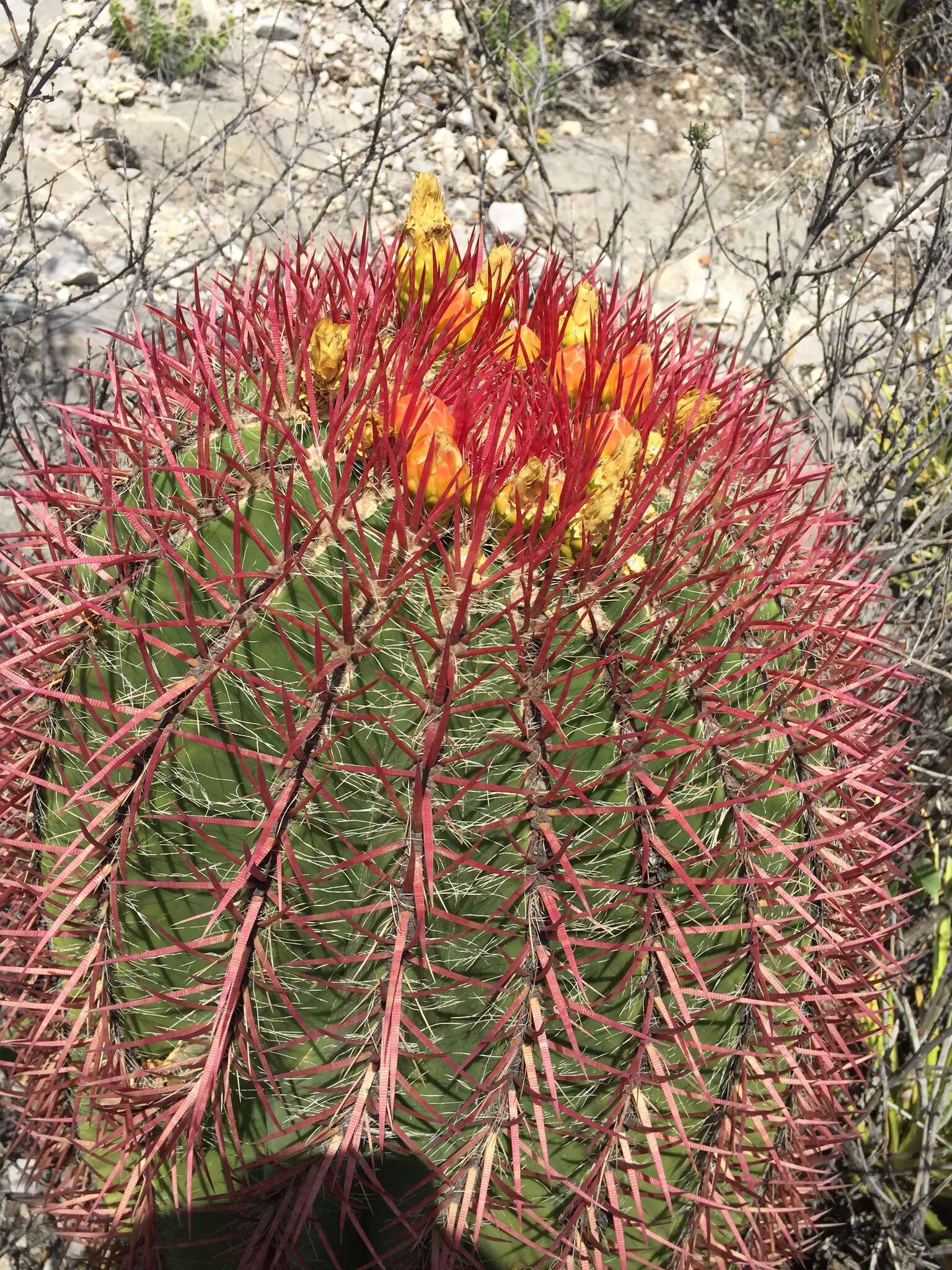 Ferocactus pilosus (Galeotti) Werderm. resmi