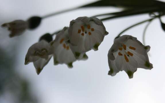 Image of Loddon lily