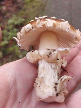 Image of Amanita pantherinoides Murrill 1912