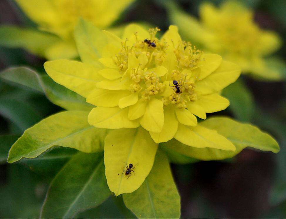 Euphorbia epithymoides L. resmi