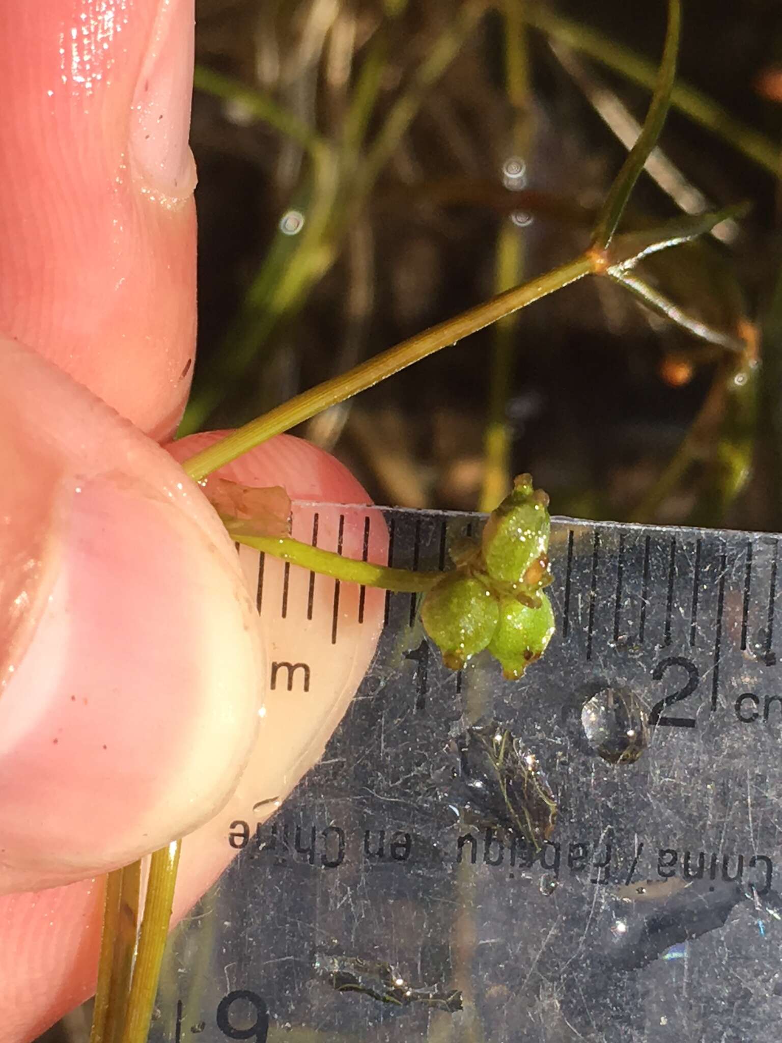 Image of Hill's pondweed