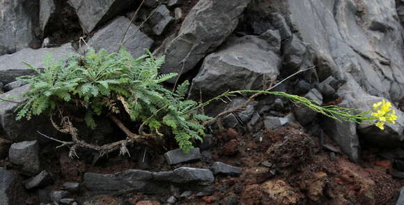 صورة Descurainia millefolia (Jacq.) Webb & Berthel.