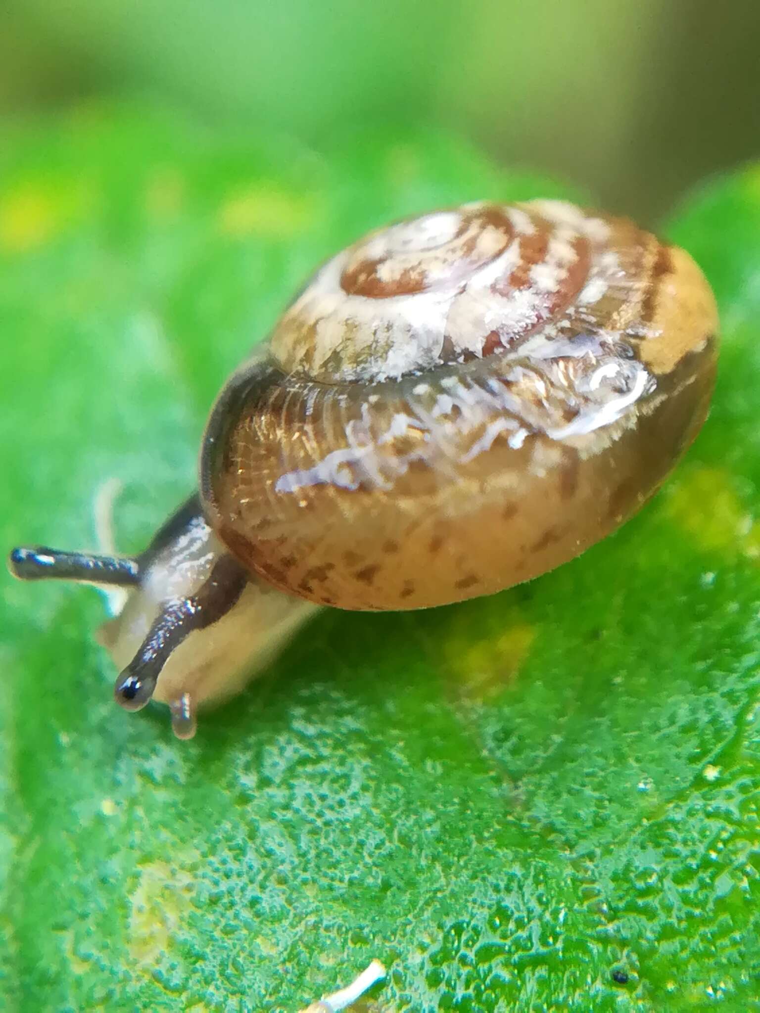 Image of Zenobiellina subrufescens