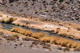 Image of llama