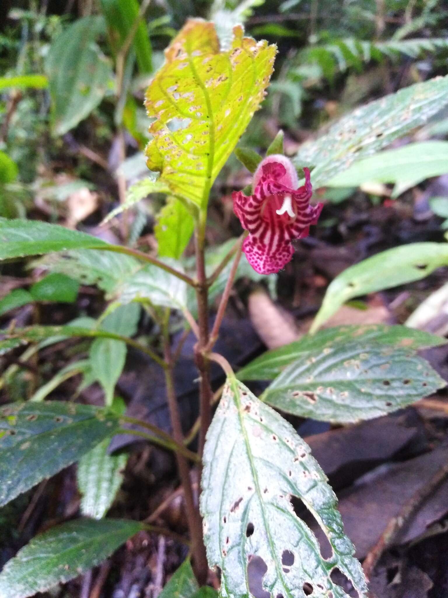 Sivun Kohleria inaequalis var. ocellata (Hook.) L. P. Kvist & L. E. Skog kuva