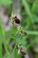 Image of Ophrys sphegodes subsp. epirotica (Renz) Gölz & H. R. Reinhard