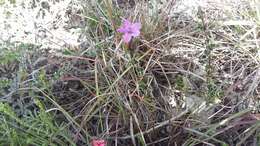 Imagem de Barleria pungens L. fil.