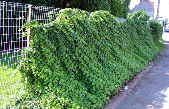 Image of English ivy