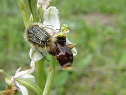 Image de Ophrys scolopax subsp. apiformis (Desf.) Maire & Weiller