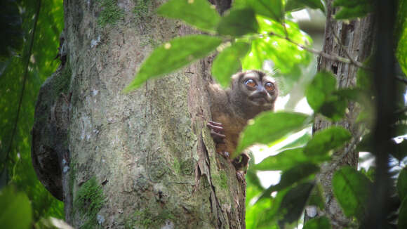 Image of Panamanian Night Monkey