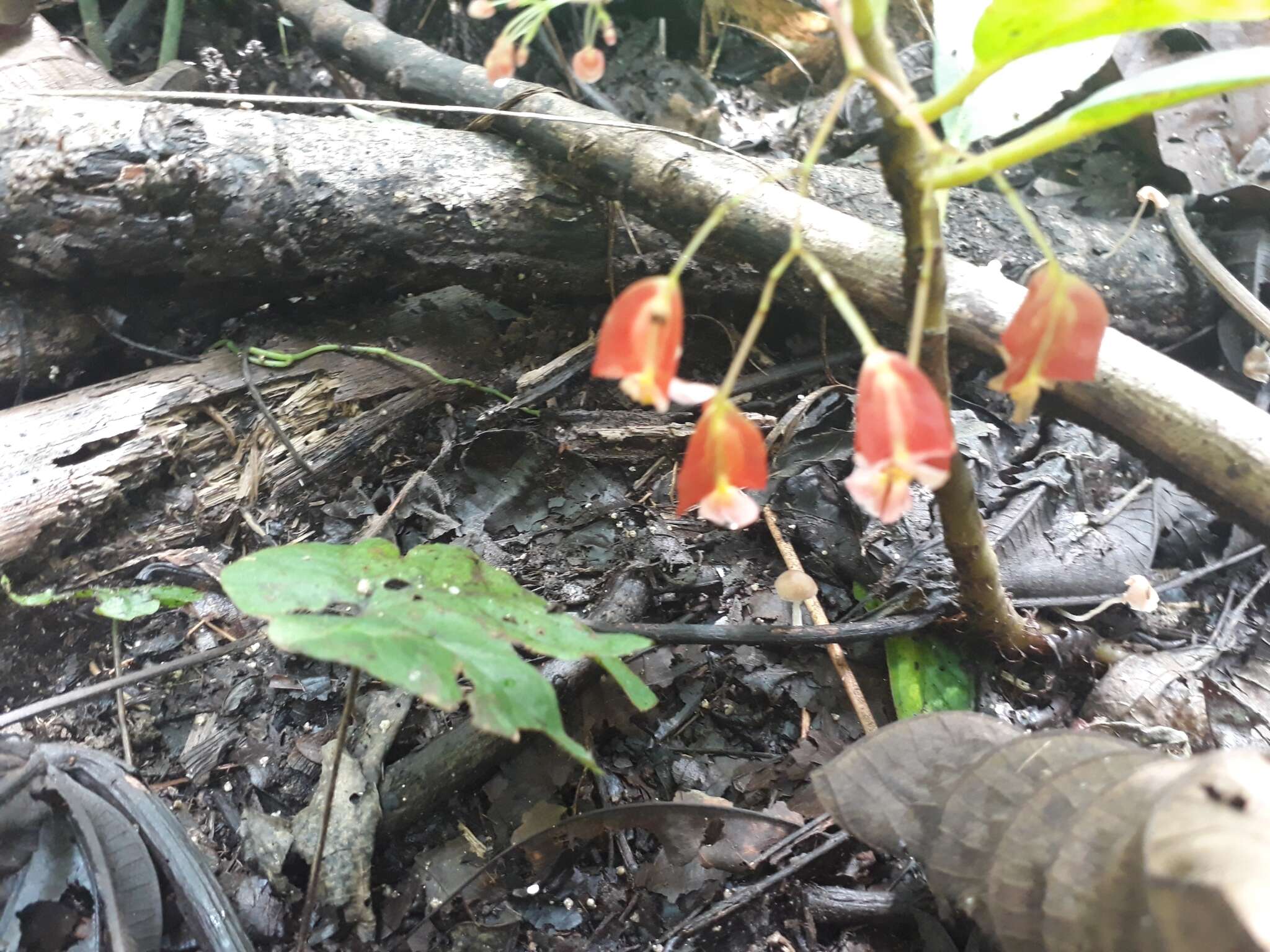 Image of Begonia maynensis A. DC.