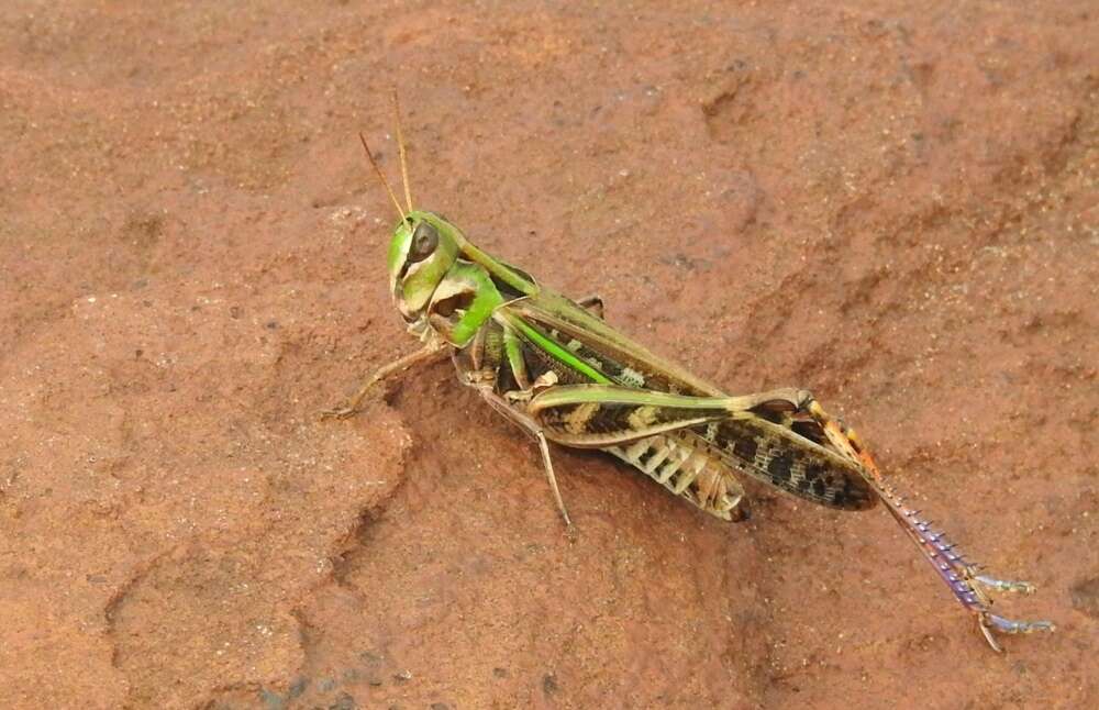 Image of Rhammatocerus pictus (Bruner & L. 1900)