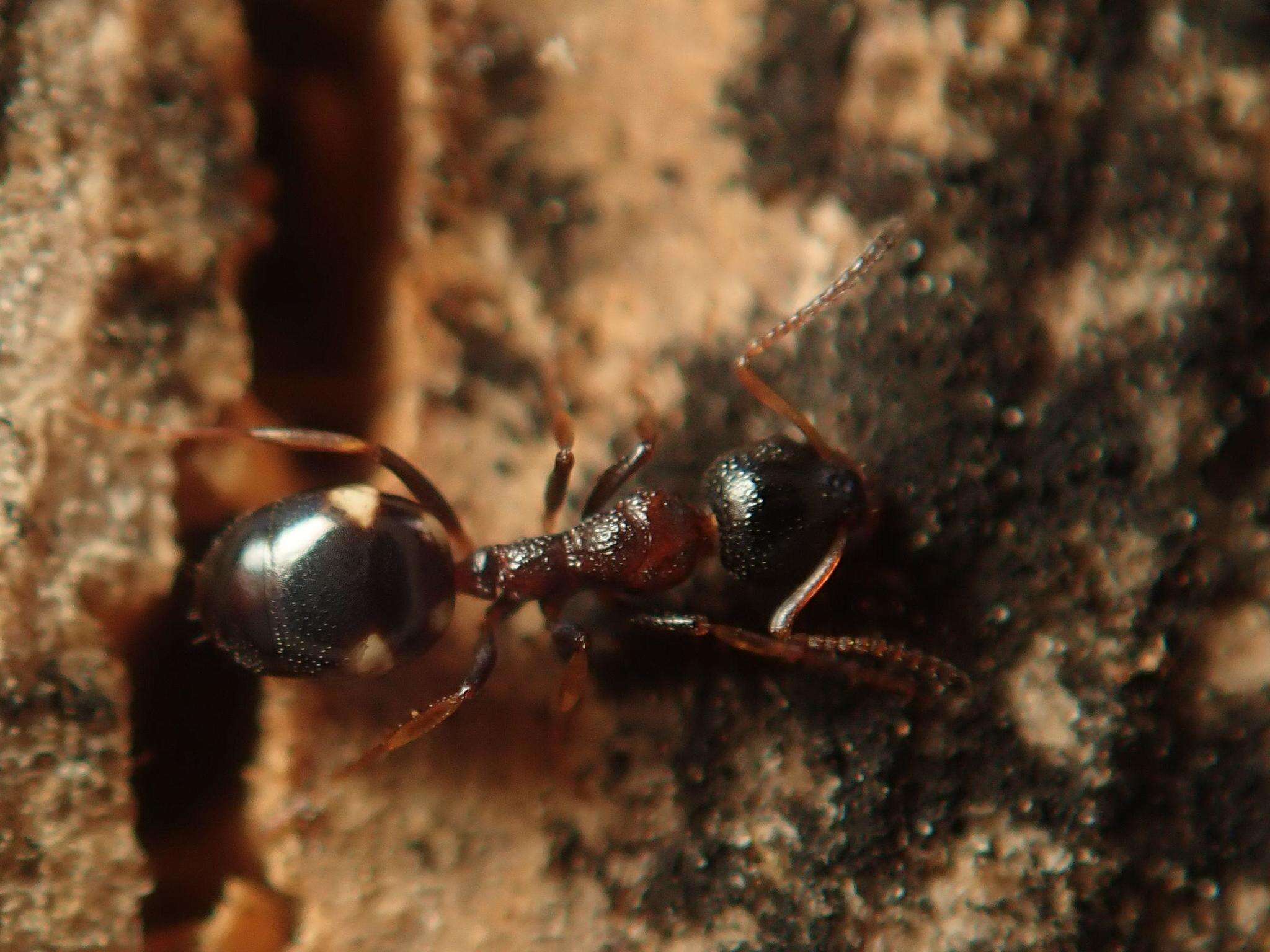 Image of Dolichoderus quadripunctatus (Linnaeus 1771)