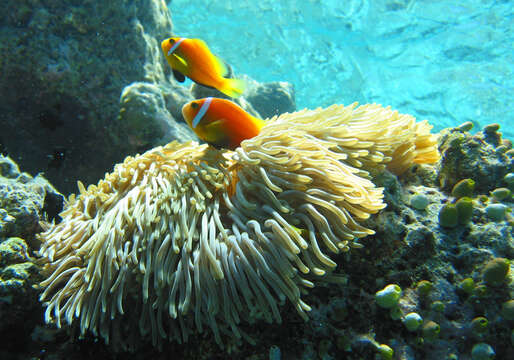 Image of Maldive anemonefish