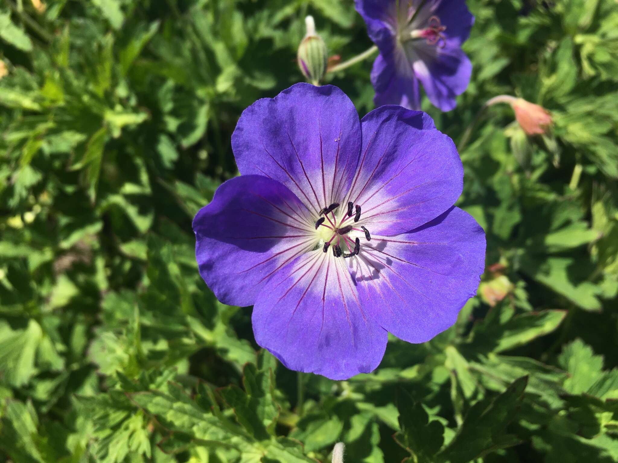 Image of Geranium wallichianum D. Don ex Sweet