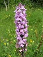 Image of Heath spotted orchid