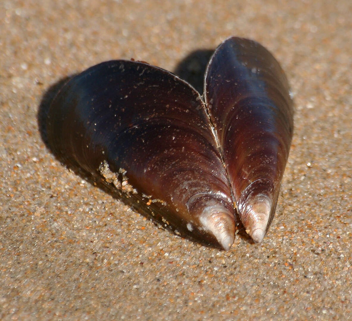 Image of black mussel