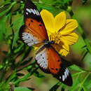 Image of Acraea encedana Pierre 1976