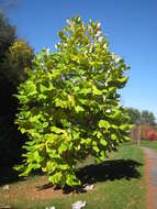 Image of Big-Leaf Magnolia