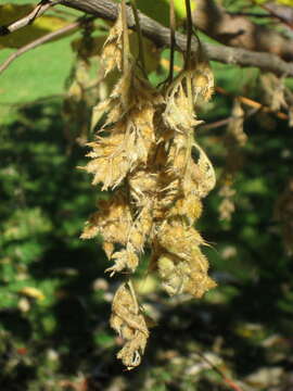 Image of Pterostyrax hispidus Sieb. & Zucc.