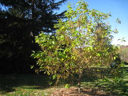 Image of Pterostyrax hispidus Sieb. & Zucc.