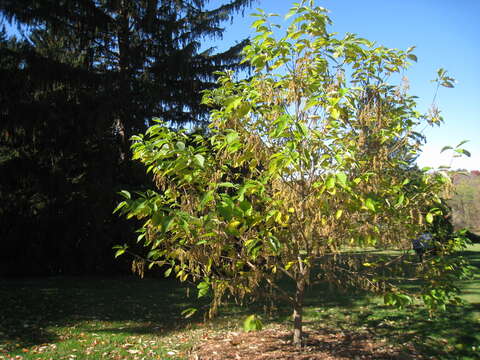 Imagem de Pterostyrax hispidus Sieb. & Zucc.