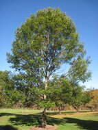 Image of Saw-tooth Oak