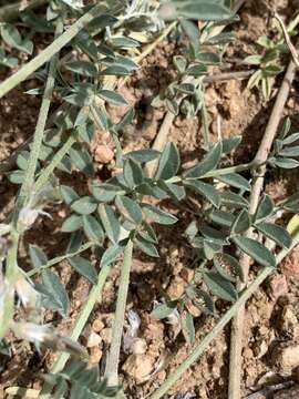 Sivun Astragalus humistratus var. sonorae (A. Gray) M. E. Jones kuva