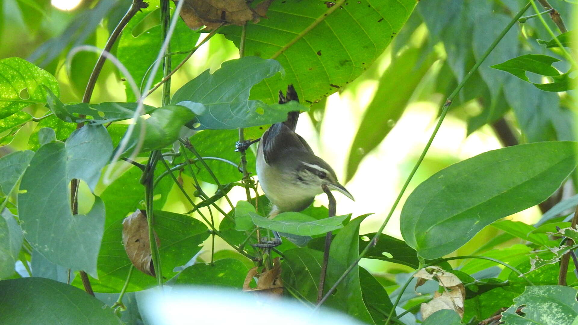 Image of Isthmian Wren