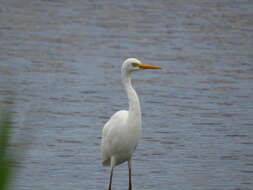 Imagem de Ardea intermedia plumifera (Gould 1848)