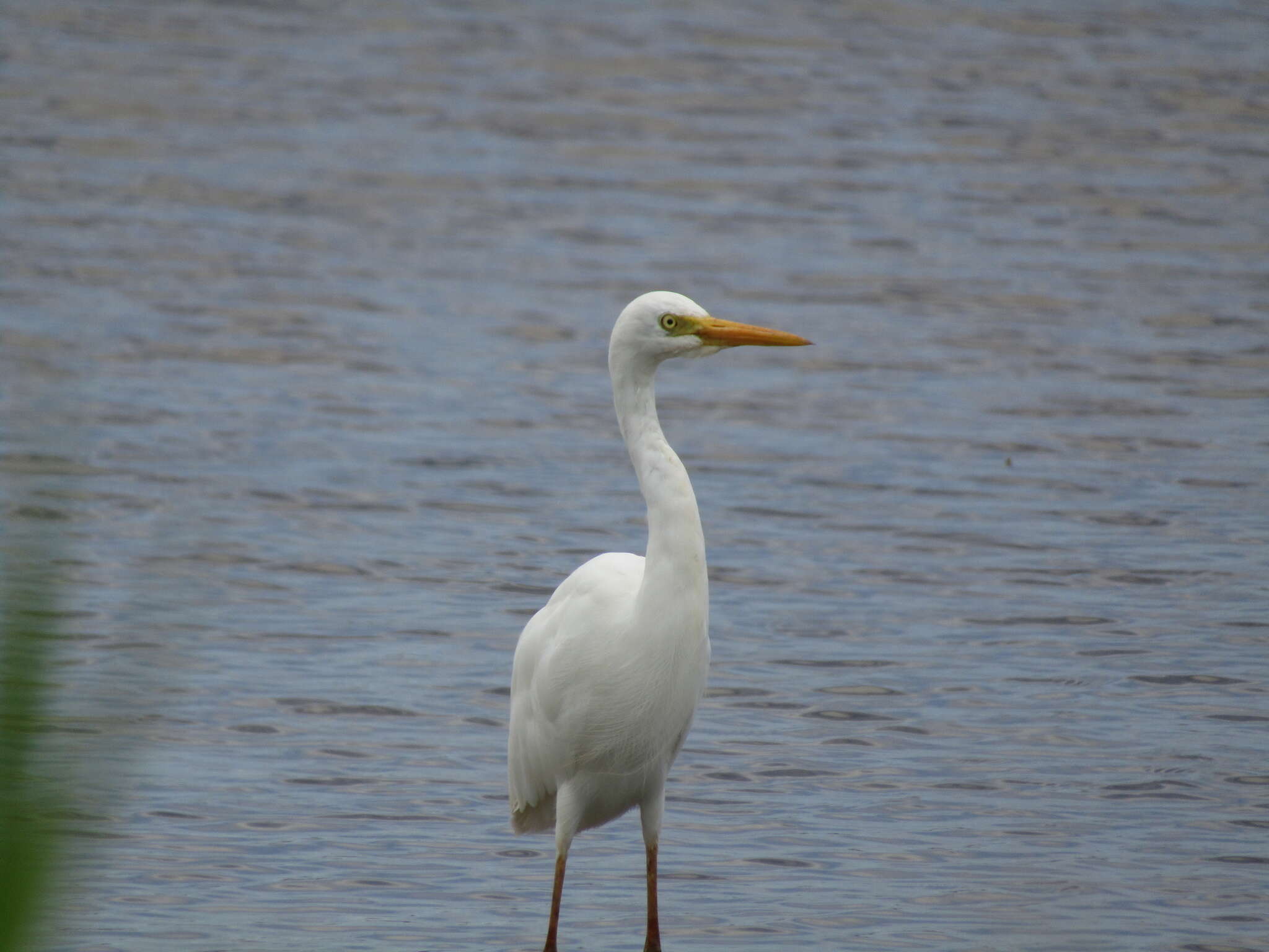 Image of Ardea intermedia plumifera (Gould 1848)