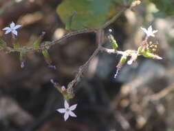 Image of Plumbago pulchella Boiss.