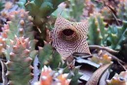 Image of Ceropegia loeseneriana (Schltr.) Bruyns