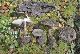 Image of Pluteus concentricus E. Horak 2008