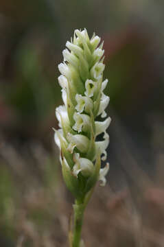 Image of hooded lady's tresses