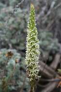 Image of elegant piperia