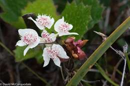 Image of Xanthosia rotundifolia DC.